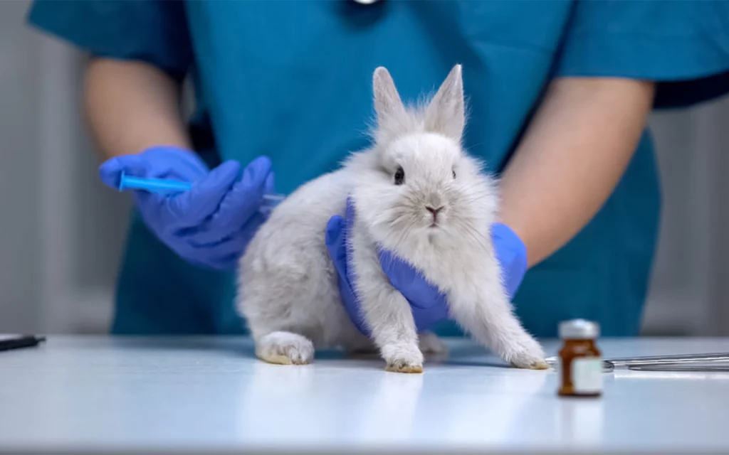 Animal Testing and Exploitation